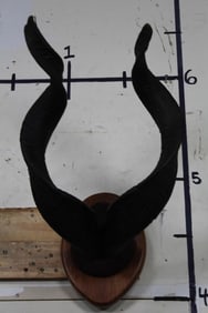 *TEXAS RESIDENTS ONLY* Very Nice MARKHOR Horns on a wood plaque