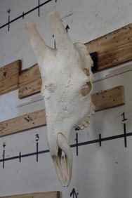 Very Nice Big GIRAFFE Skull on a Custom Metal Wall Hanger