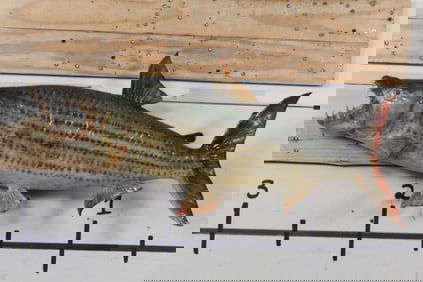 BIG Real Skin AFRICAN TIGERFISH with ALL its Teeth