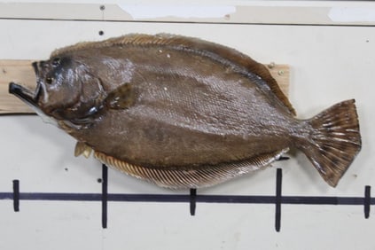 Rarely Seen REAL Skin FLOUNDER Fish Mount