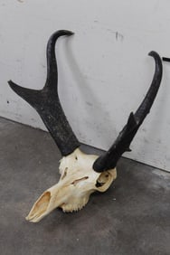 Big PRONGHORN Skull with ALL its Teeth
