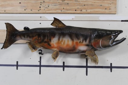 Spawning Phase REAL Skin SALMON