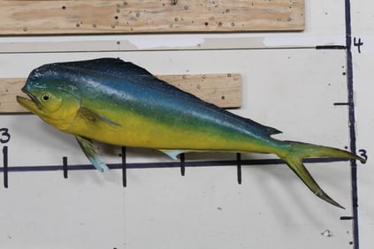 Old REAL Skin MAHI-MAHI Fish Mount