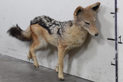 Life-sized BLACK BACKED JACKAL with No Base