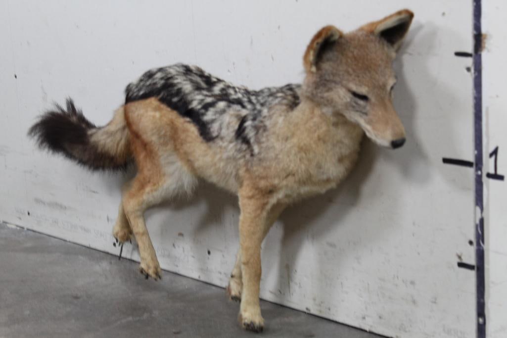 Life-sized BLACK BACKED JACKAL with No Base: Life-sized BLACK BACKED JACKAL has No Base, has wires on its feet from where it was cut out from a diorama. Measures 35" Long x 7" Wide x 20.5" Tall. It's an older mount in Fair Condition. TAXIDERMY