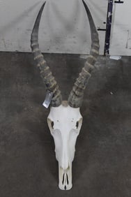 Nice White BLESBOK Skull with removable horns