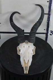 Very Nice SPRINGBOK Skull with ALL its Teeth