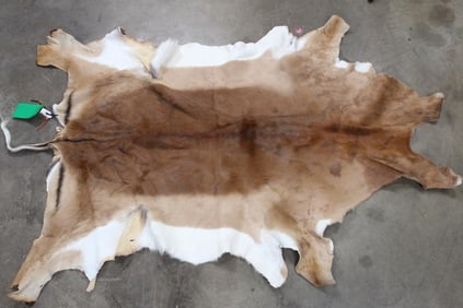 Very Nice and Soft IMPALA Hide