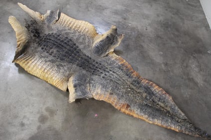 BIG Alligator Hide/Skin that is Thick and Stiff