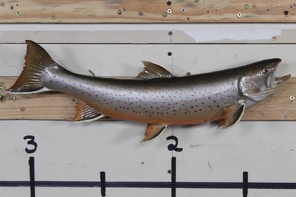 BIG REAL Skin 22" Long BROOK TROUT