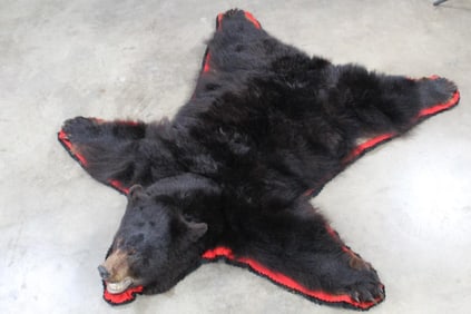 Double Felted BLACK BEAR Rug with its mounted head. Has all but one rear claw