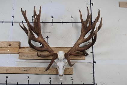 Awesome XXL 30-Point RED STAG Skull or Red Deer