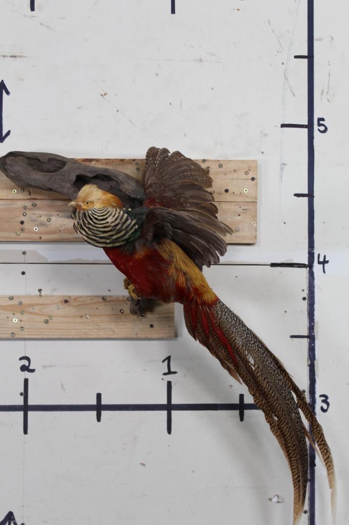 Life-sized Flying Golden PHEASANT (1 of 10)