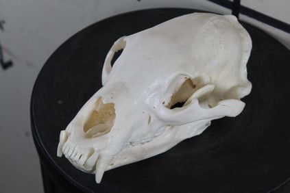 Very Nice and Clean A-Grade BLACK BEAR Skull with all its teeth