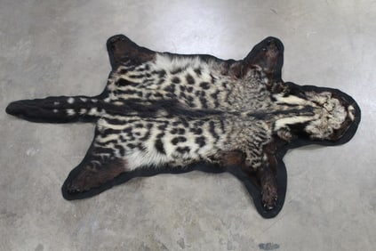 Nice African CIVET Hide Felted Rug with most its Claws
