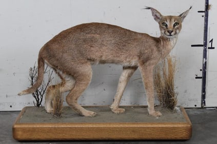 Nice Life-sized Adolescent CARACAL CAT on a wooden base