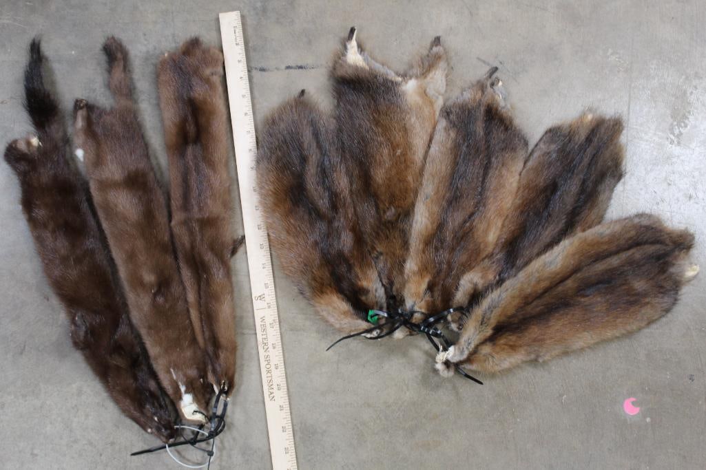 3 Mink Hides/Pelts and 5 Muskrat: These 3 Mink Hides/Pelts and 5 Muskrat are All for One Price. TAXIDERMY