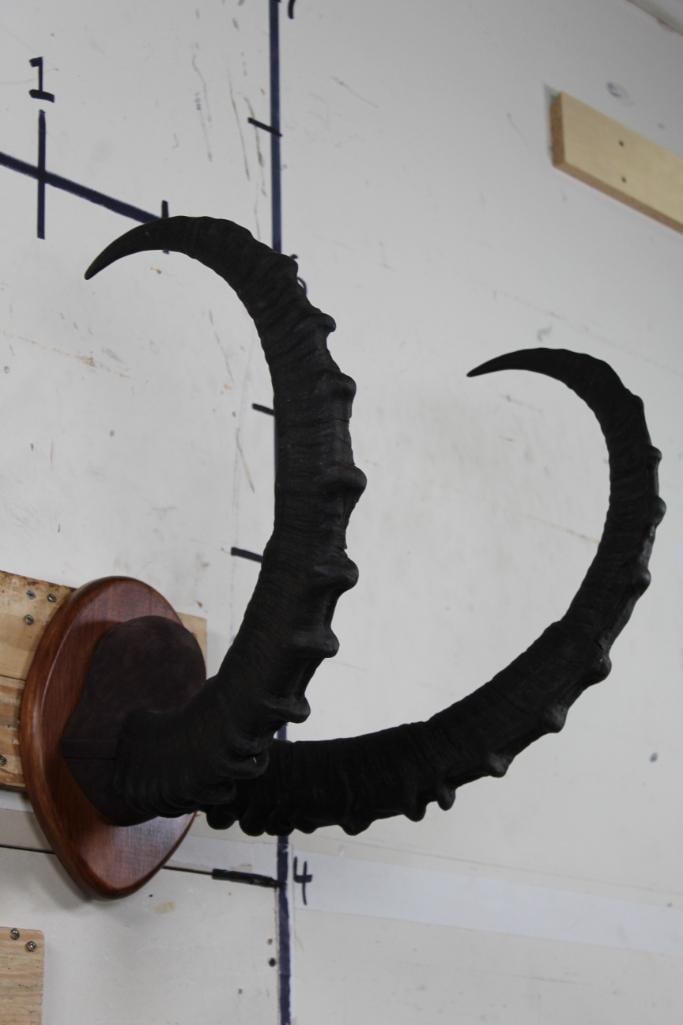 IBEX Horns mounted on a Wooden Plaque: Very Nicely Mounted IBEX Horns on a Wooden Plaque. TAXIDERMY