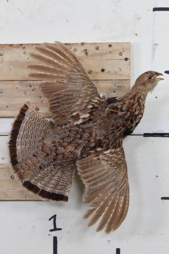 Life-sized Flying RUFFED GROUSE on a Wooden Wall Hanger (1 of 7)