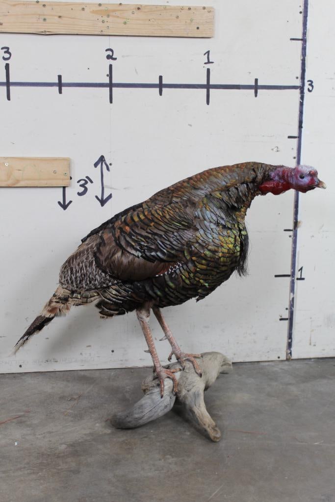 Life-sized TURKEY on a Natural Wood Base (1 of 9)
