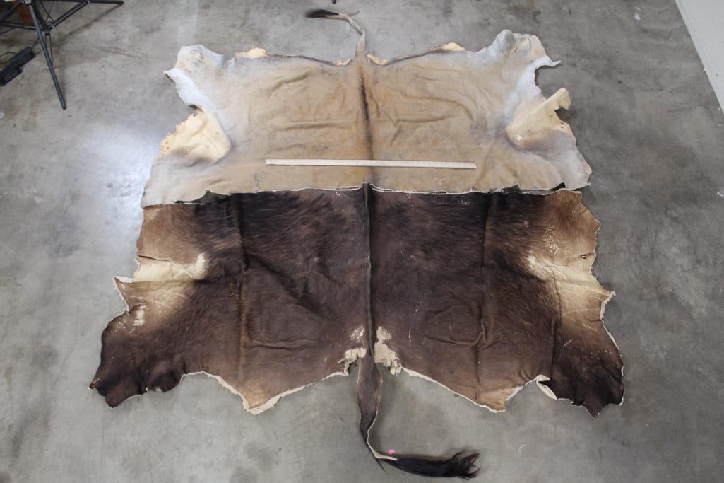 ELAND and CAPE BUFFALO Back Hides (1 of 4)