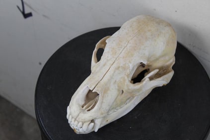 BLACK BEAR Skull with All its Teeth