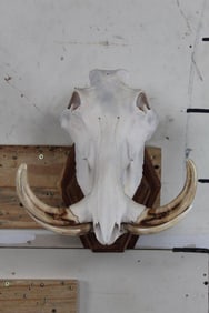 WARTHOG Skull on a Wooden Wall Pedestal