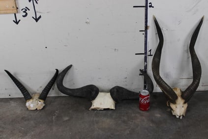 REEDBUCK, WILDEBEEST, and NYALA Horns on Skull Caps (ONE$)