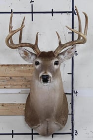 9-Point WHITETAIL DEER Shoulder Mount