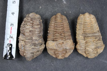 3 TRILOBITE Fossils From Morocco (ONE$)