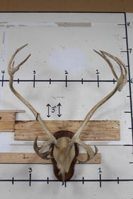 Big Set of 24-Point CARIBOU Antlers on a Wooden Plaque