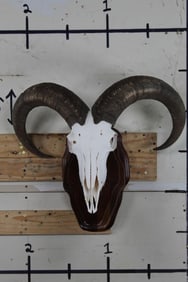 AOUDAD Skull on a Wooden Wall Pedestal