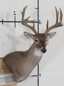 11-Point WHITETAIL DEER Wall Pedestal Mount