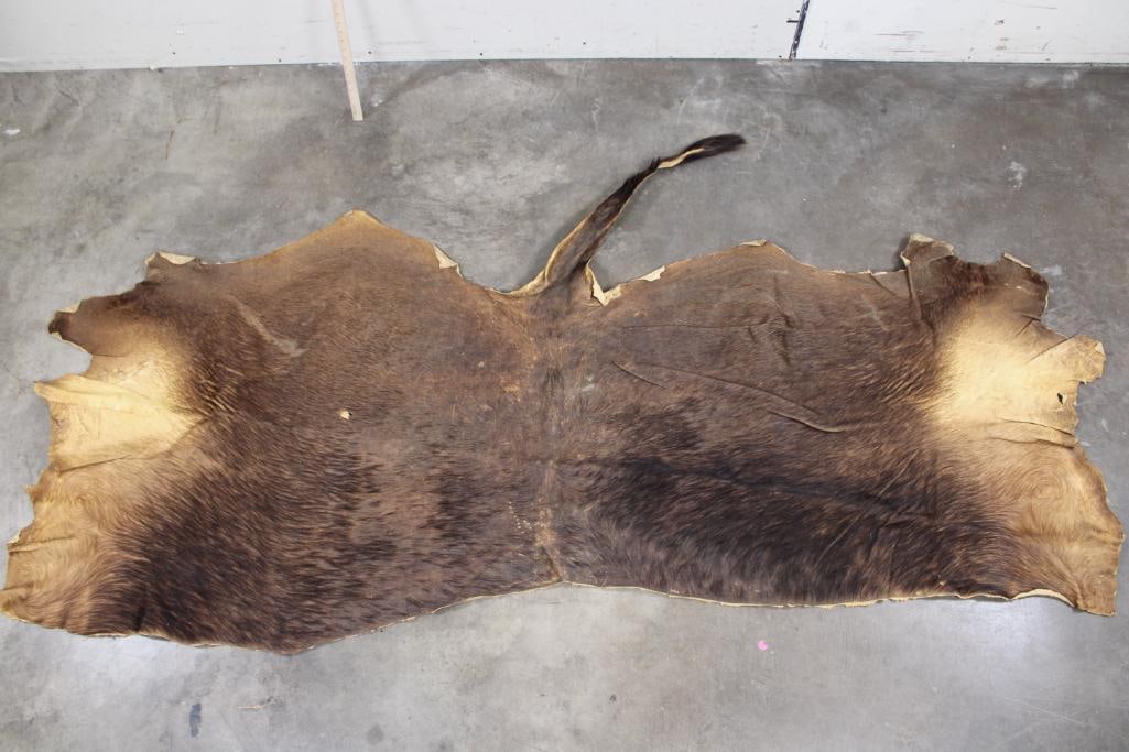 Big CAPE BUFFALO Back Hide (1 of 6)