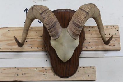 BIG Dall SHEEP Horns Mounted on a Wooden Wall Pedestal