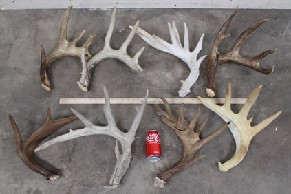 8 WHITETAIL DEER Antler Sheds (ONE$)