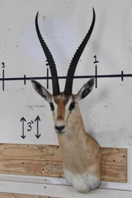 PETER'S GAZELLE Shoulder Mount
