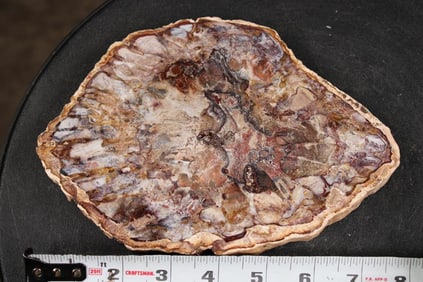 Hand Polished PETRIFIED WOOD Slice From Madagascar