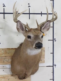 11-Point WHITETAIL DEER Shoulder Mount