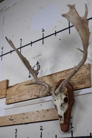FALLOW DEER Euro Mount on a Wooden Plaque