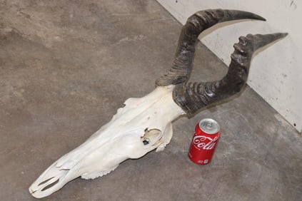 RED HARTEBEEST Skull with All its Teeth