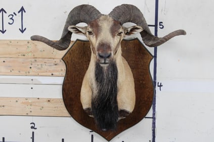 CORISCAN SHEEP Shoulder Mount on a Wooden Plaque