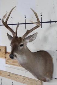 8-Point WHITETAIL DEER Shoulder Mount