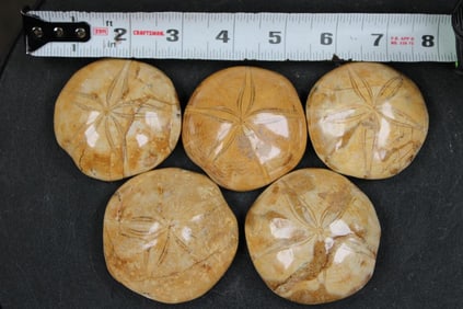 5 SEA URCHIN Fossils (ONE$)