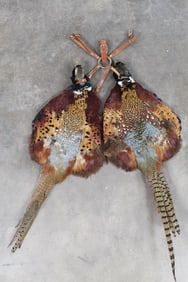 2 PHEASANT Pelts with Feathers and Skulls (ONE$)