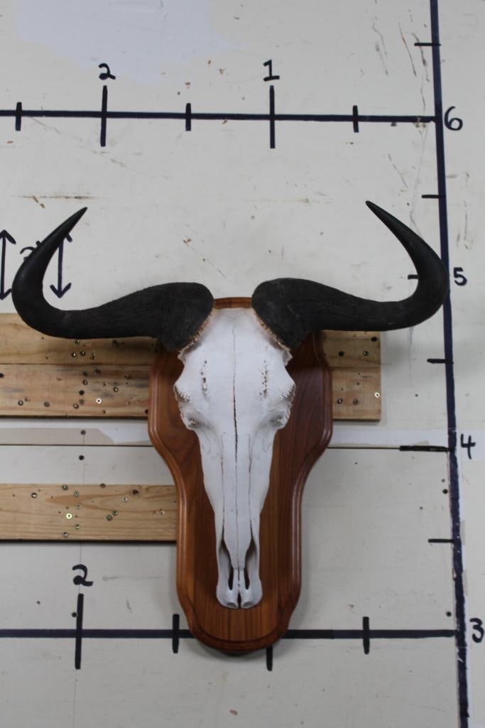 WILDEBEEST Skull on a Wooden Plaque with All its Teeth: Very Nice, Clean, and Newer WILDEBEEST Skull with a 27" Spread. It has All its Teeth and is mounted on a Wooden Plaque. TAXIDERMY