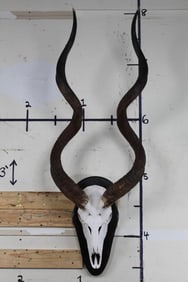 KUDU Skull Euro Mount on a Wooden Plaque