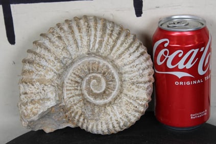 AMMONITE Fossil From Madagascar