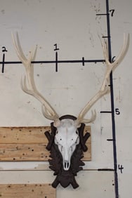 SIKA Deer Euro Skull Mount on Decorative Fiberglass Plaque