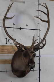 CARIBOU Shoulder Mount with a Big Rack
